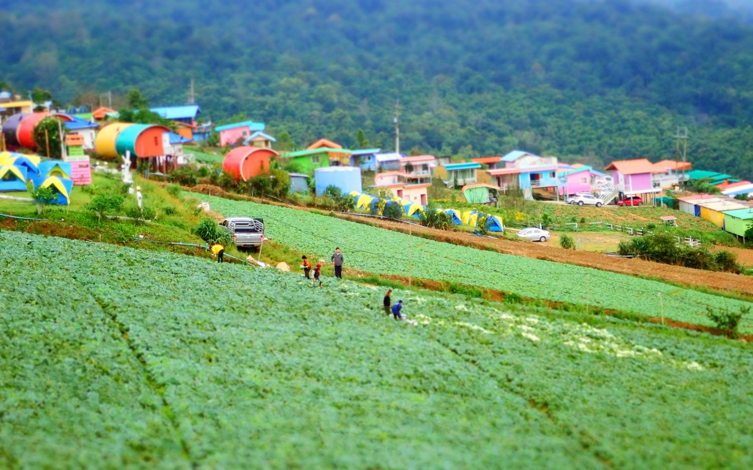Phu Thap Boek